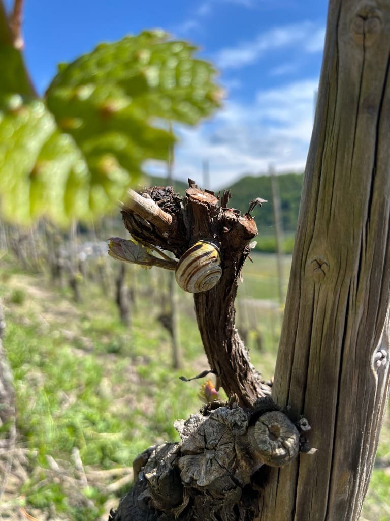Vineyard Detail 2