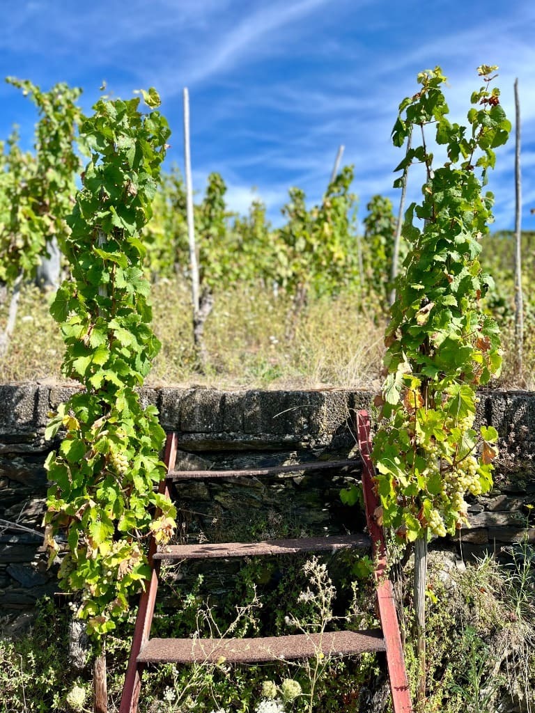 Vineyard Detail 4