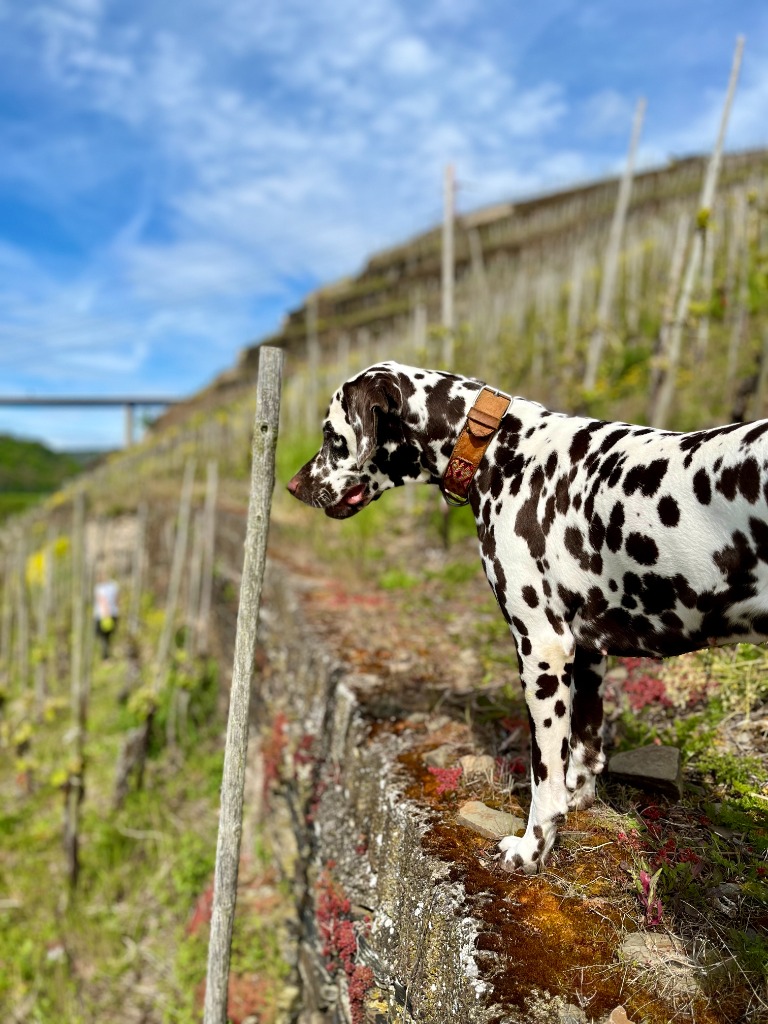 Vineyard Dog