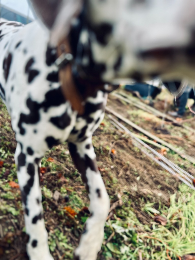 Handwork in the Vineyard